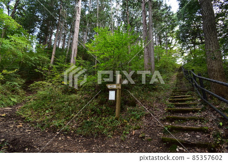 位於宮城縣仙台市的天然紀念物青葉山的青葉之森綠地。 位於宮城縣仙台市的天然紀念物青葉山的青葉之森綠地。 85357602