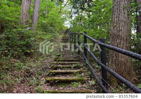 位於宮城縣仙台市的天然紀念物青葉山的青葉之森綠地。 位於宮城縣仙台市的天然紀念物青葉山的青葉之森綠地。 85357604