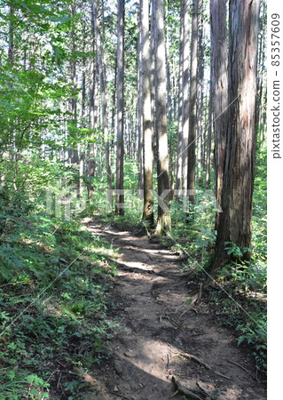 It is Aoba no Mori Ryokuchi in Aobayama, a natural monument in Sendai City, Miyagi Prefecture. 85357609
