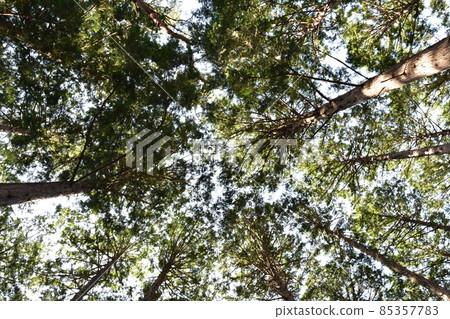 It is Aoba no Mori Ryokuchi in Aobayama, a natural monument in Sendai City, Miyagi Prefecture. 85357783