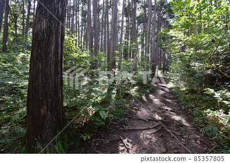 It is Aoba no Mori Ryokuchi in Aobayama, a natural monument in Sendai City, Miyagi Prefecture. It is Aoba no Mori Ryokuchi in Aobayama, a natural monument in Sendai City, Miyagi Prefecture. 85357805
