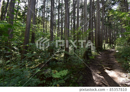 It is Aoba no Mori Ryokuchi in Aobayama, a natural monument in Sendai City, Miyagi Prefecture. 85357810