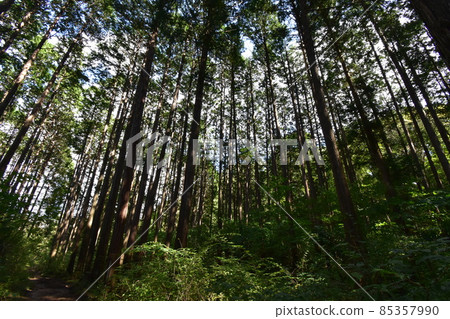 It is Aoba no Mori Ryokuchi in Aobayama, a natural monument of Sendai City. It is Aoba no Mori Ryokuchi in Aobayama, a natural monument of Sendai City. 85357990