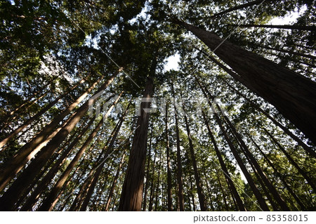 It is Aoba no Mori Ryokuchi in Aobayama, a natural monument of Sendai City. It is Aoba no Mori Ryokuchi in Aobayama, a natural monument of Sendai City. 85358015