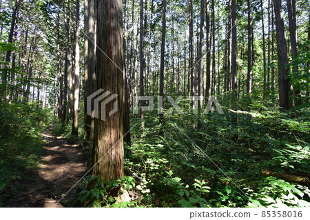 It is Aoba no Mori Ryokuchi in Aobayama, a natural monument of Sendai City. It is Aoba no Mori Ryokuchi in Aobayama, a natural monument of Sendai City. 85358016