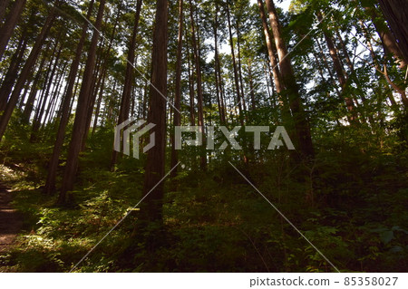 It is Aoba no Mori Ryokuchi in Aobayama, a natural monument of Sendai City. It is Aoba no Mori Ryokuchi in Aobayama, a natural monument of Sendai City. 85358027
