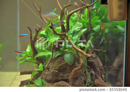 治愈熱帶魚 85358040