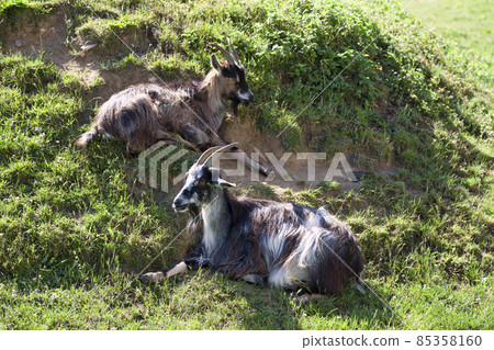 Two goats in a pasture 85358160