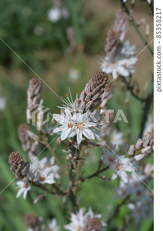 Summer Asphodel Summer Asphodel 85358217