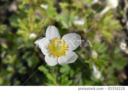 Snowdrop anemone Snowdrop anemone 85358228