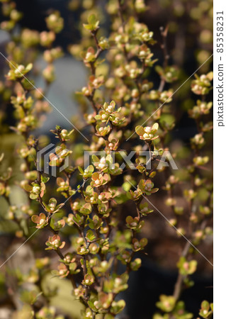 Japanese barberry Maria Japanese barberry Maria 85358231