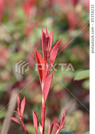 Photinia Robusta Compacta Photinia Robusta Compacta 85358232