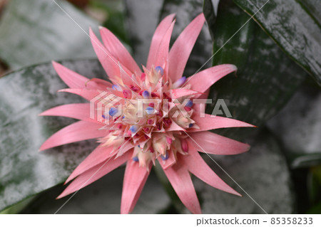 Urn plant 85358233