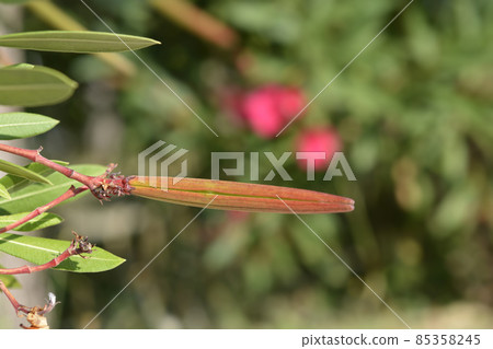 Common oleander Common oleander 85358245