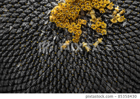 Full frame of perfectly ripened sunflower full of black ripe delicious seeds macro close-up.. 85358430