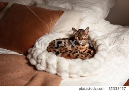 Bengal cat resting in merino wool round pet lounge in creamy and terracotta rust tones. 85358457
