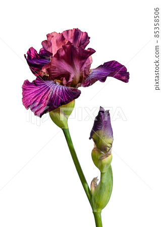 Blooming violet iris garden flower isolated on white background. Summer floral background Blooming violet iris garden flower isolated on white background. Summer floral background 85358506