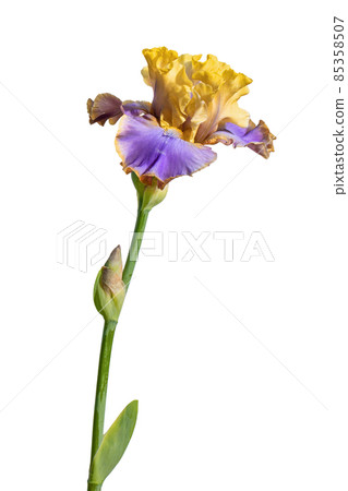 Blooming Purple and Yellow iris garden flower isolated on white background. Summer floral background Blooming Purple and Yellow iris garden flower isolated on white background. Summer floral background 85358507