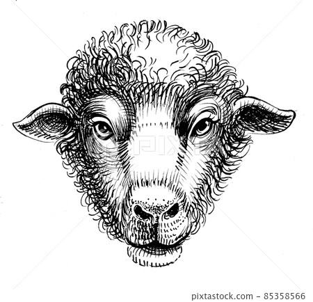 Sheep head. Ink black and white drawing Sheep head. Ink black and white drawing 85358566
