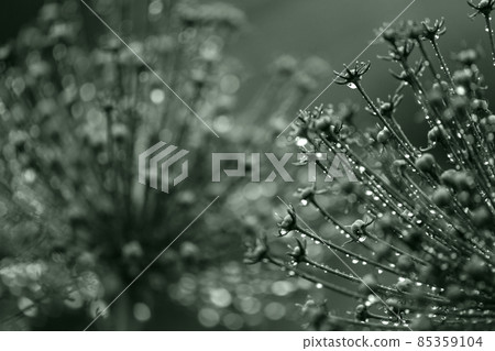 Floral abstract dark green background. Rain drops. Relaxing mood background 85359104
