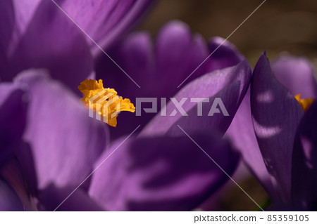 First spring purple crocus flowers. Butterfly pollinating on purple crocus flower closeup 85359105