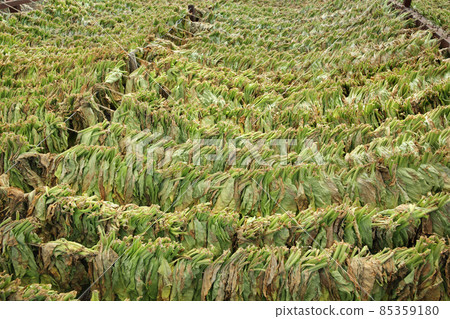Traditional tobacco drying in tent 85359180