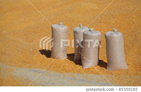 Heap of corn crop after harvest 85359185