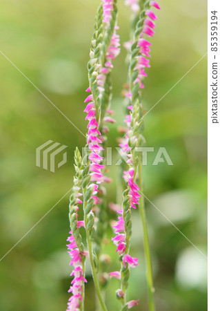 Spiranthes sinensis blooming in the garden Spiranthes sinensis blooming in the garden 85359194