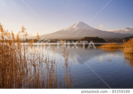富士山的冬景，河口湖大石公園的絕景 85359199