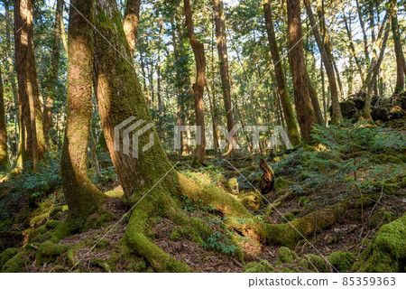 神秘森林中的青木原樹海 85359363