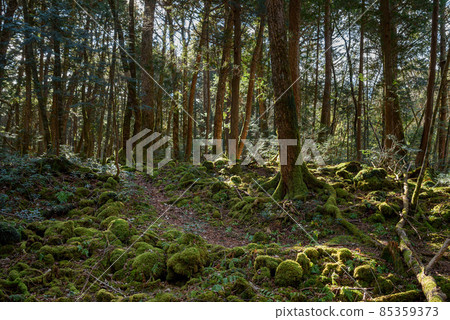 In the mysterious forest, Aokigahara Jukai In the mysterious forest, Aokigahara Jukai 85359373