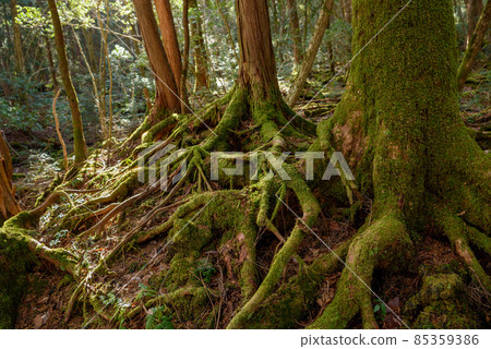 In the mysterious forest, Aokigahara Jukai 85359386