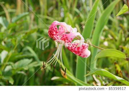 Lilium speciosum blooming in the garden Lilium speciosum blooming in the garden 85359517