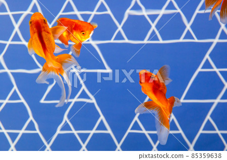 流靈金魚 流靈金魚 85359638