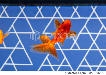 Goldfish Goldfish 85359648