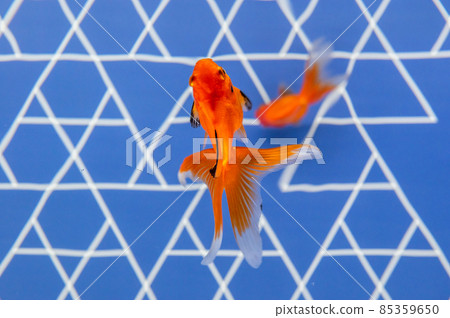 金魚 85359650