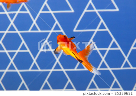 金魚 85359651