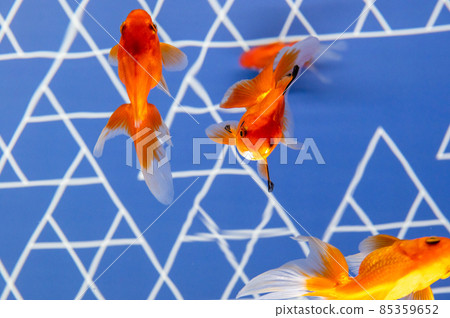 金魚 85359652