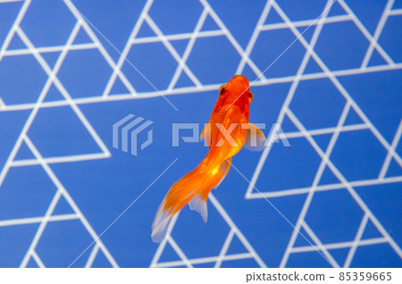金魚 85359665