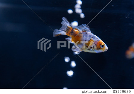 金魚 85359689