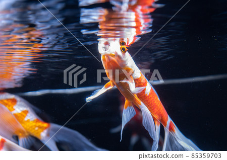 金魚 85359703