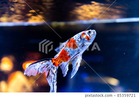 Goldfish Goldfish 85359721