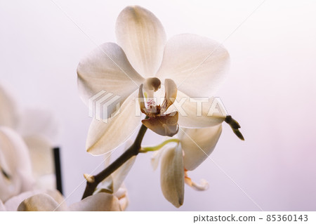 Orchid flowers on white background, top view. Bloom phalaenopsis orchid for poster, calendar, post, screensaver, wallpaper, postcard, card, banner, cover, header for website. High quality photo Orchid flowers on white background, top view. Bloom phalaenopsis orchid for poster, calendar, post, screensaver, wallpaper, postcard, card, banner, cover, header for website. High quality photo 85360143