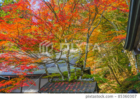 比叡山延歷寺 橫川地區 四季堂內的紅葉 比叡山延歷寺 橫川地區 四季堂內的紅葉 85360307