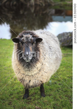 domestic sheep in new zealand farm domestic sheep in new zealand farm 85360400
