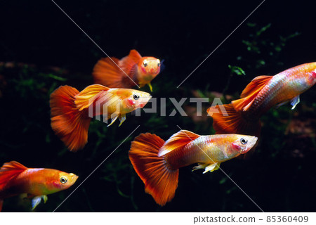 孔雀魚牧群金色黑色領帶孔雀魚 孔雀魚牧群金色黑色領帶孔雀魚 85360409