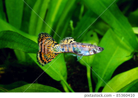 Guppy Red Glass Guppy 85360410