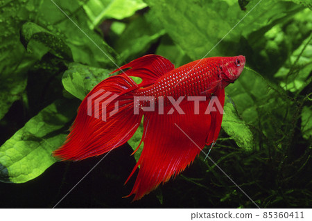 Betta fighting fish red betta 85360411