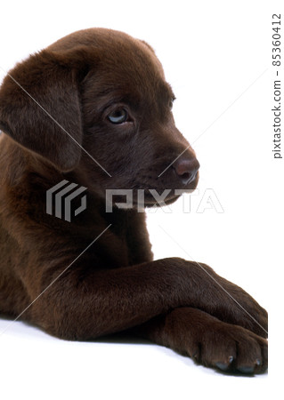 Labrador retriever up chocolate white background 85360412