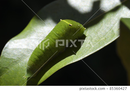 Bluebottle larva, butterfly larva, bluebottle larva Bluebottle larva, butterfly larva, bluebottle larva 85360427